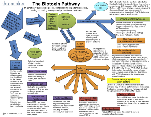 Biotoxin pathway; Biotoxin Pathway CIRS glossary and definitions