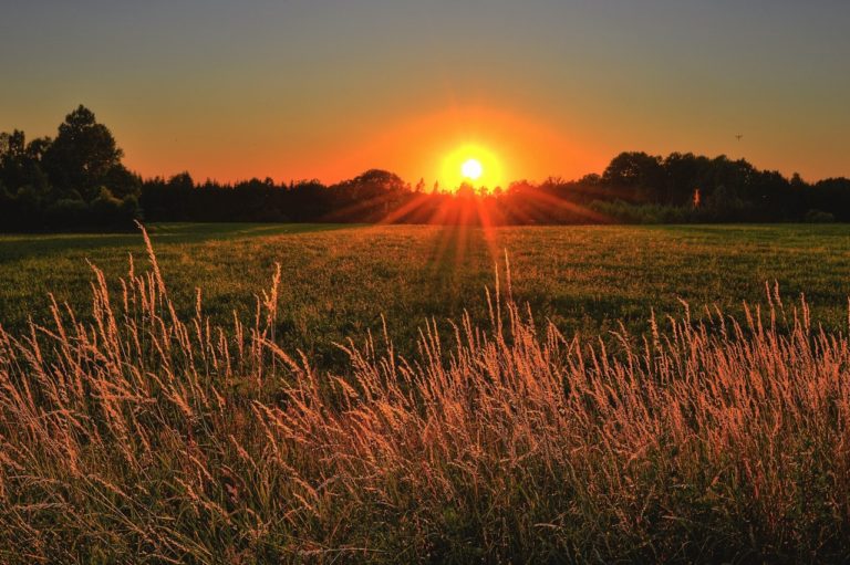 golden sun rising over a fresh green field