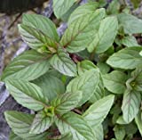 chocolate mint plant for low amylose recipes